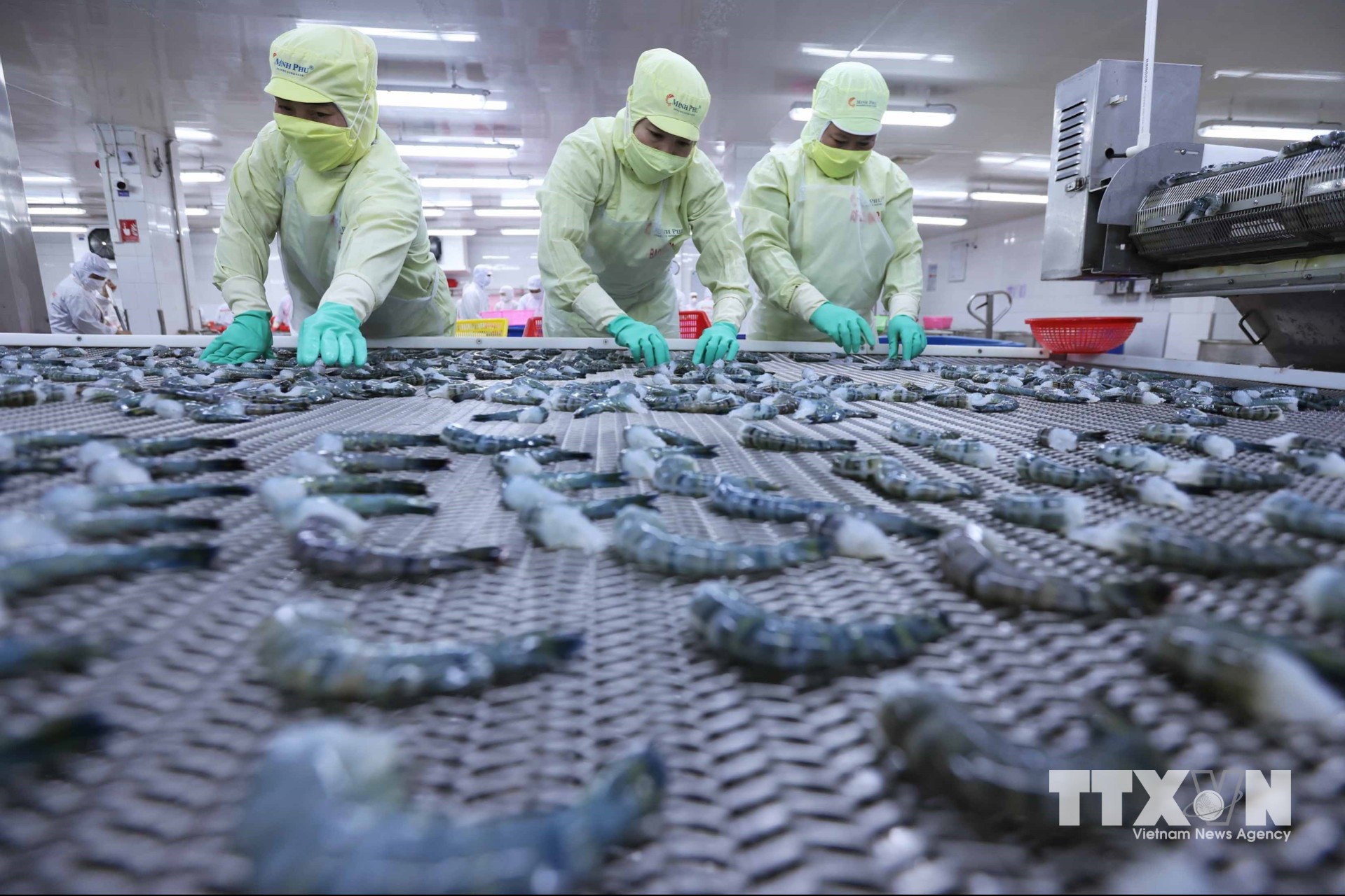 Cấp đông sản phẩm tôm sú phục vụ xuất khẩu ở nhà máy của Tập đoàn thuỷ sản Minh Phú. (Ảnh: Vũ Sinh/TTXVN)